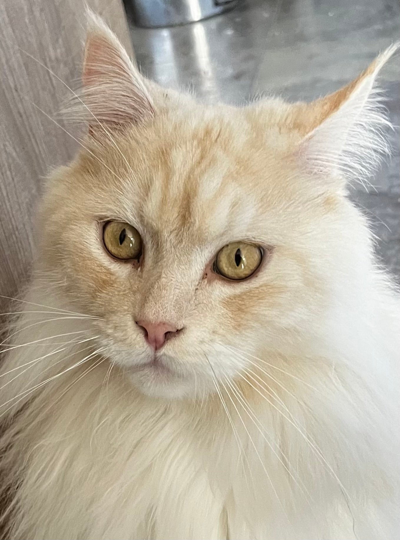 Photo animal sur bois personnalisée